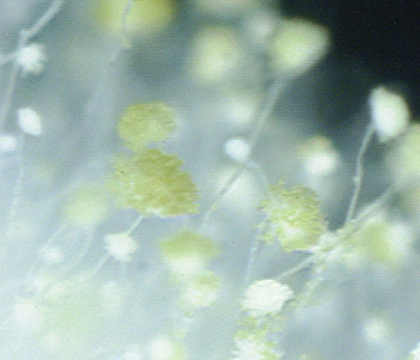 麹菌のマクロ写真