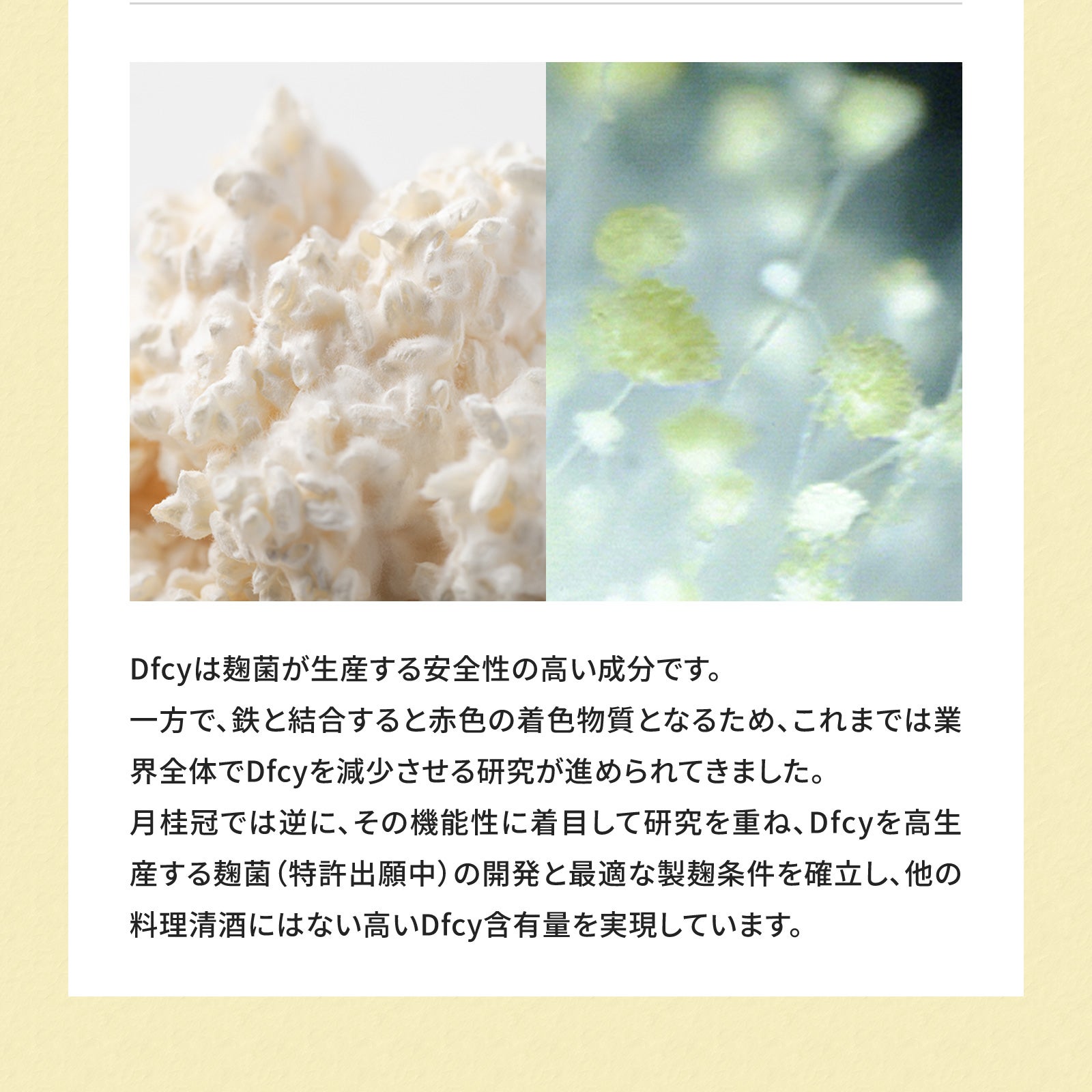 ※kevincxy※金鑽習酒と銀質習酒セット　500ml 53% 料理酒】プレミアム純米料理清酒500mL 1本 | 京都の日本酒 通販